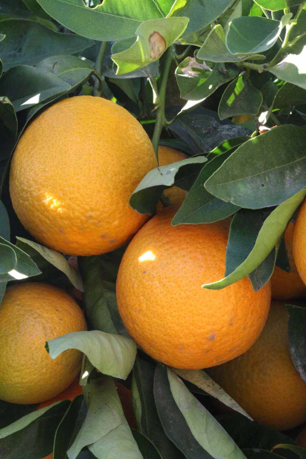              Fruit (Riverside, CA)       